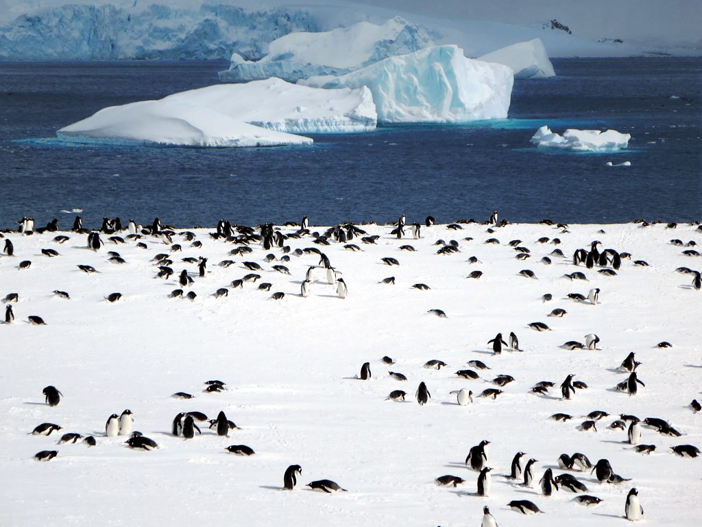 A gentoo penguin colony on Cuverville Island, Antarctica
